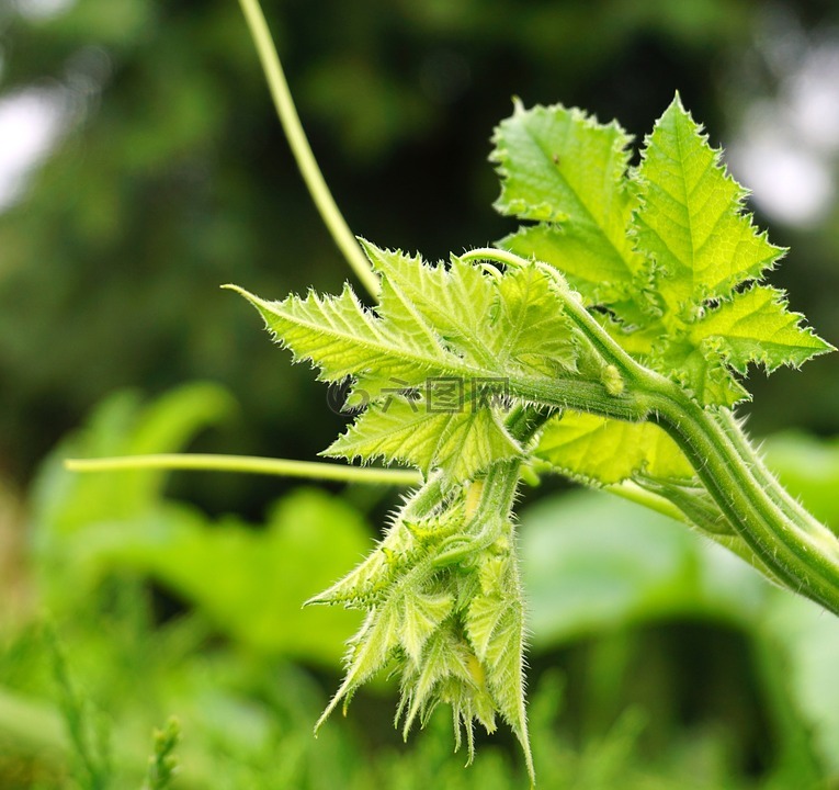 冬瓜,叶子,南瓜