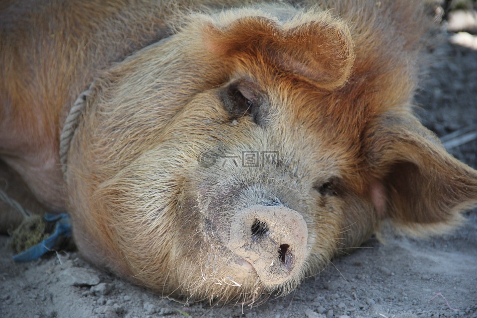 猪,睡眠,快乐的猪