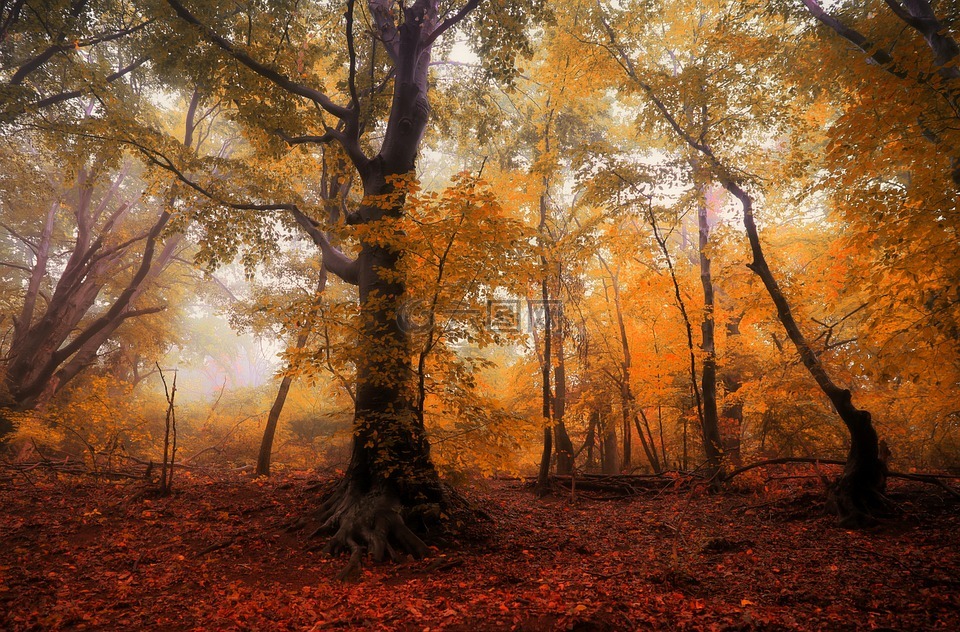 森林,秋,树