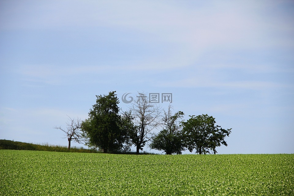 格罗夫的树木,景观,性质