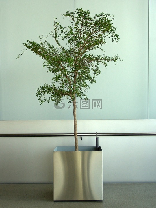 盆栽的植物,办公室植物,树