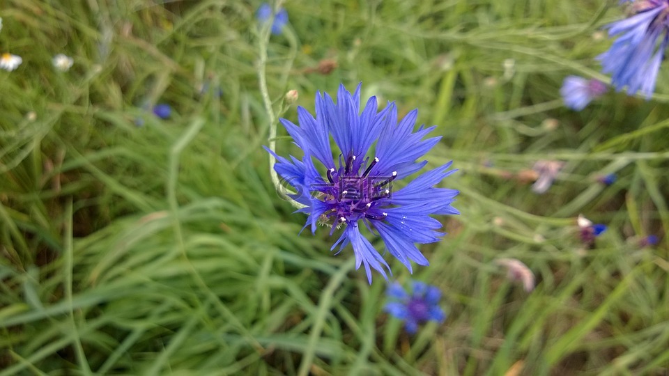 矢车菊,紫,蓝色