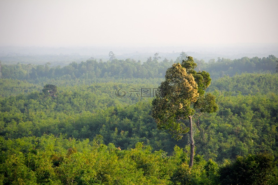 丛林,缅甸,森林