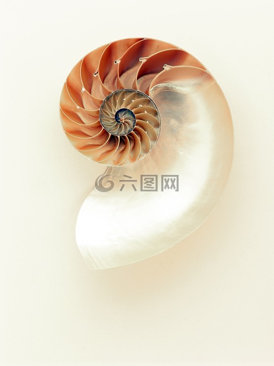 鹦鹉螺,外壳,闪光