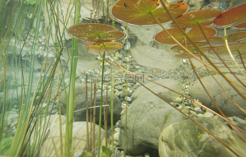 水下,摄影,池塘植物