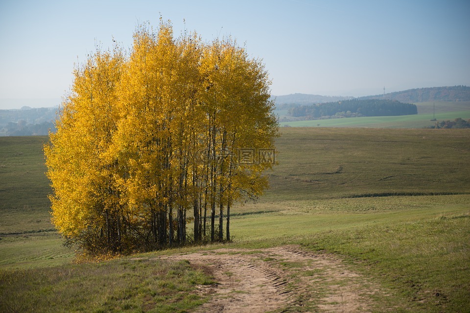 树,黄色,秋