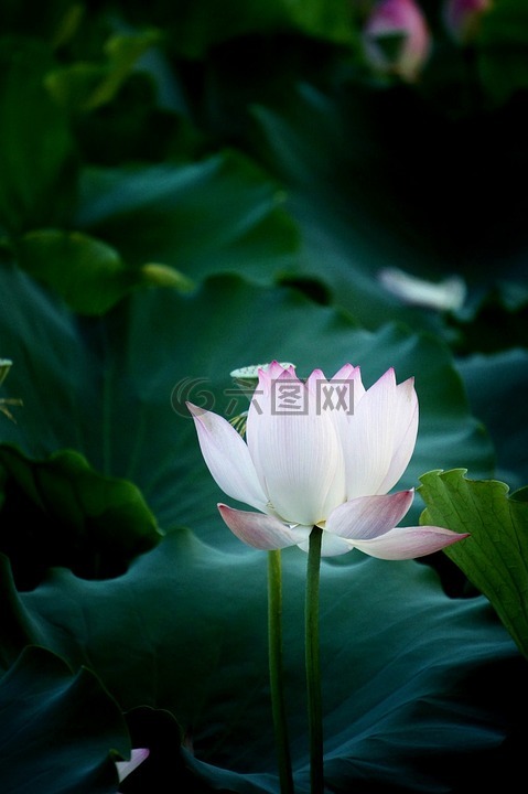 花,荷花,莲