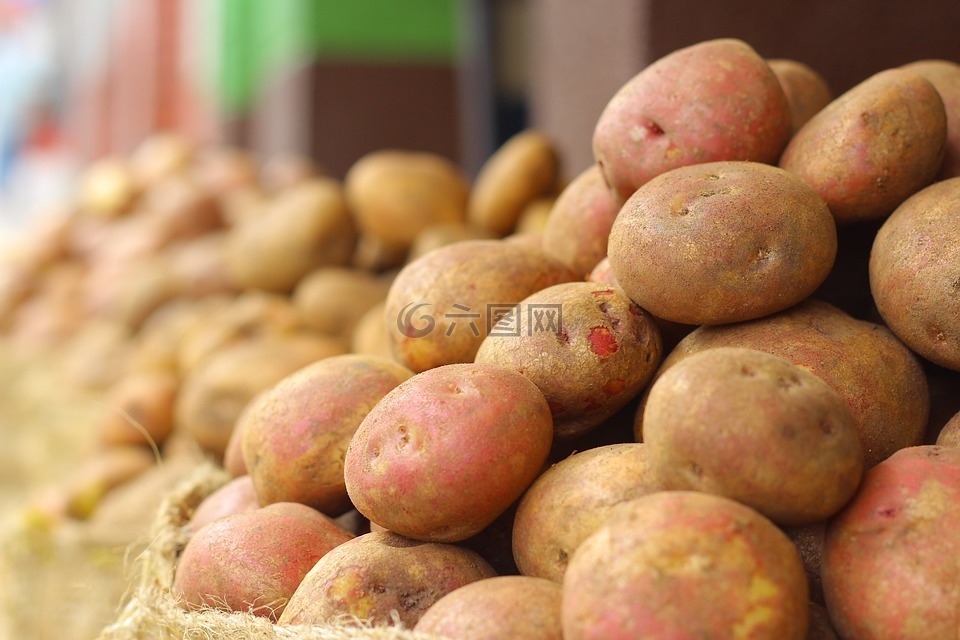 马铃薯,培养,水果