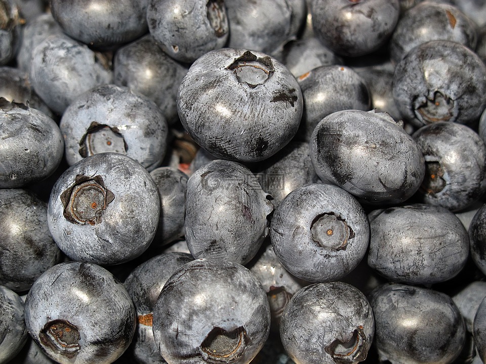 蓝莓,黑色浆果,越桔灌