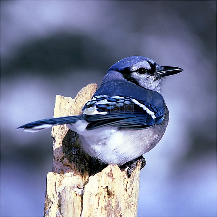 蓝鸟,鸟,自然