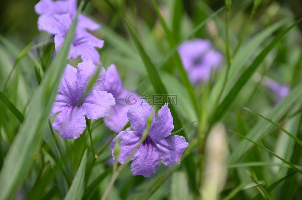 鸢尾花,紫色鸢尾花,紫色花