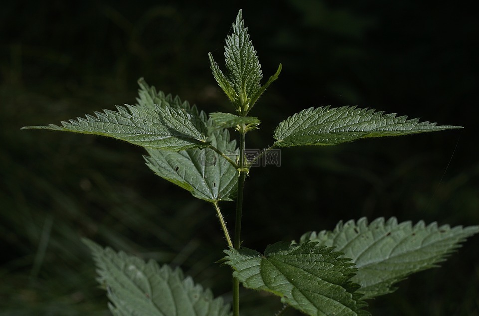 荨麻,一种药用植物,野生植物