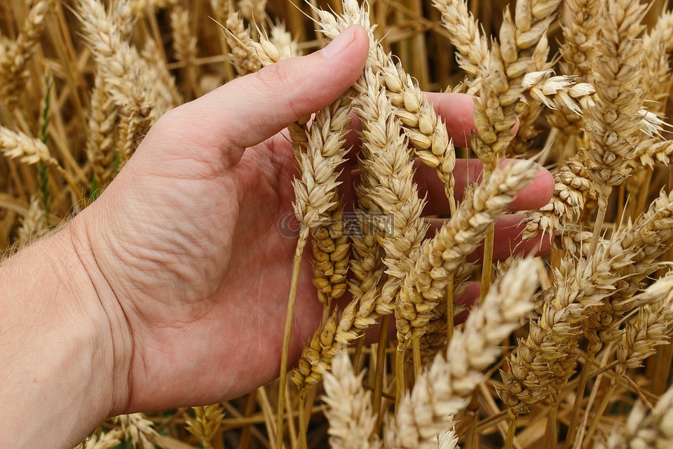 小麦,粮食,作物