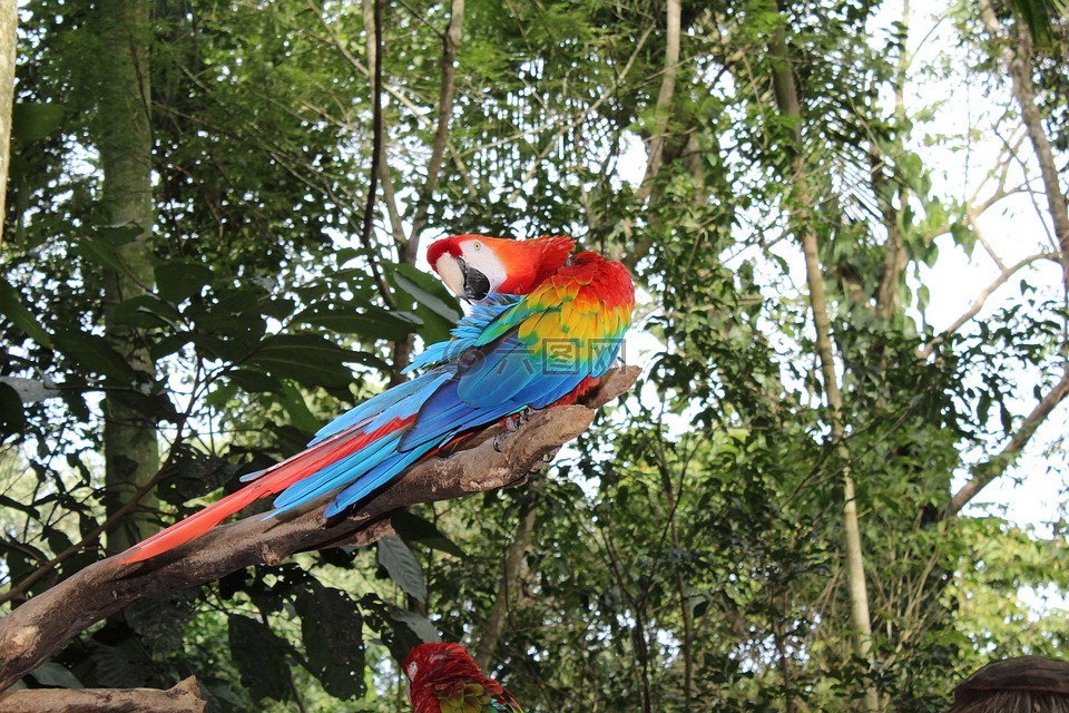 arara,鸟,热带鸟