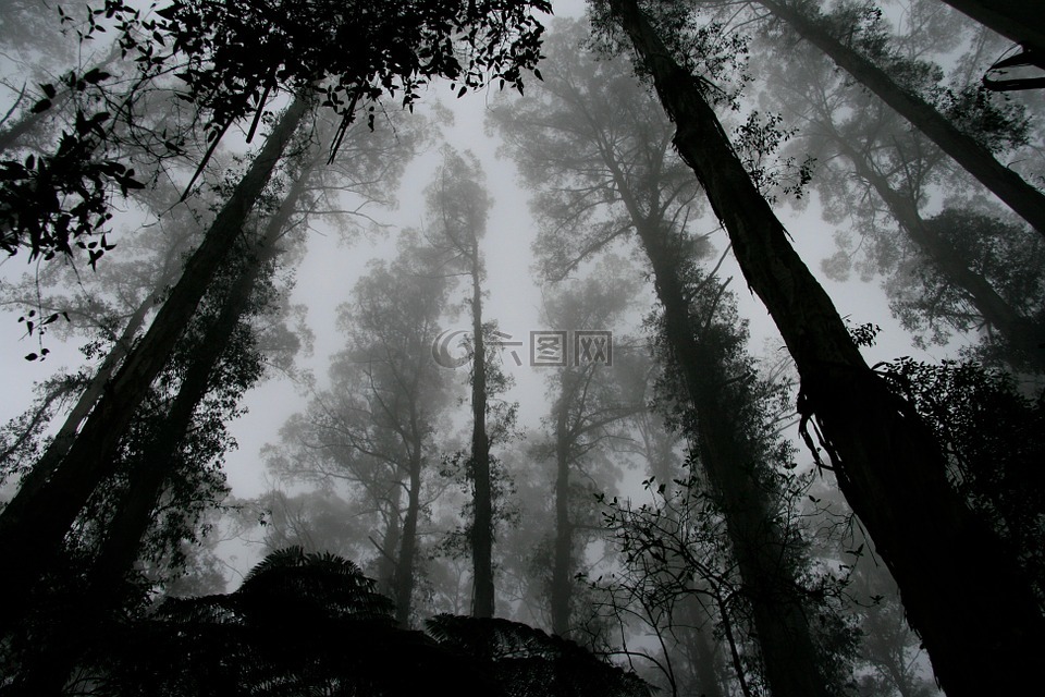 森林,有雾,朦胧