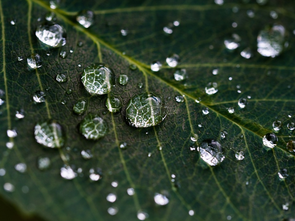 叶 雨 水滴高清图库素材免费下载 图片编号 六图网