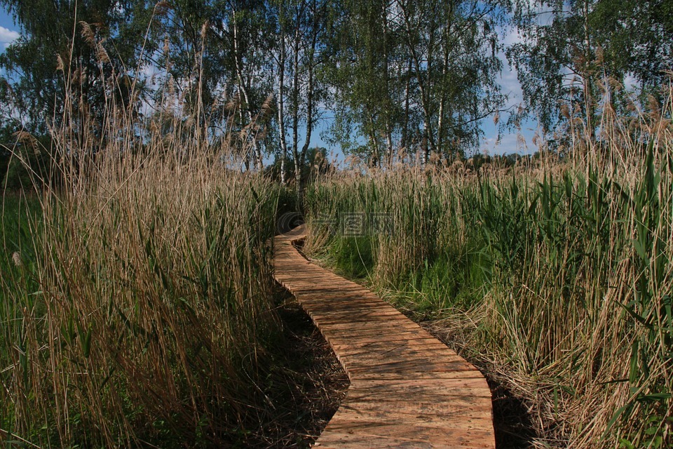 湿地,恨,路面