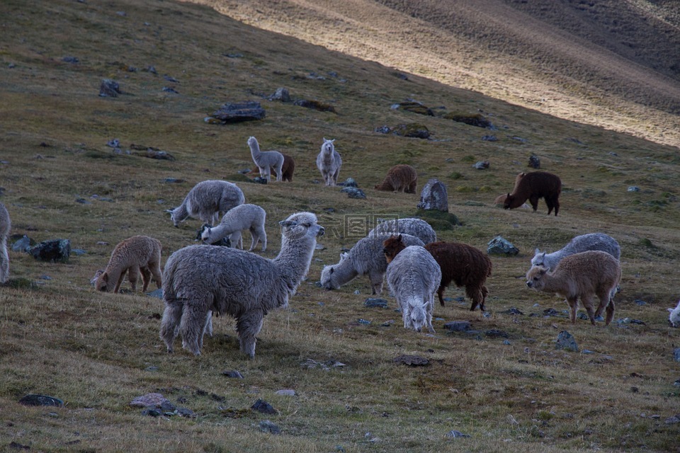 羊驼,群,动物