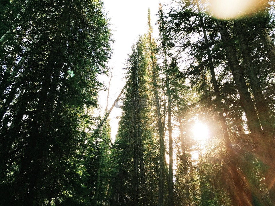树,森林,阳光