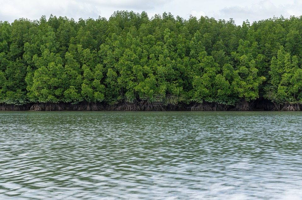 巴勒斯坦权力机构,红树林。,海