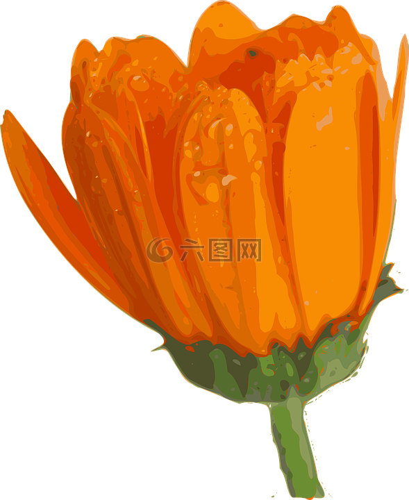 花,植物,橙色