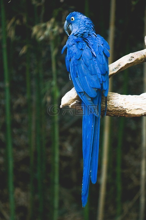 鹦鹉,鸟,蓝色