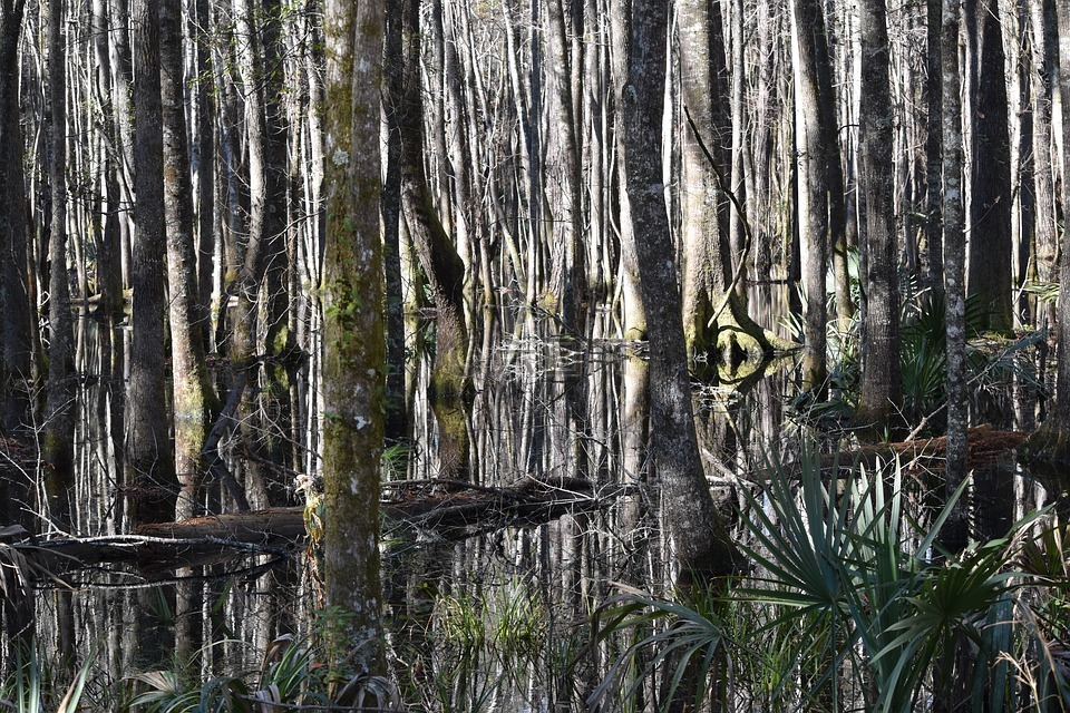 树,湿地,南