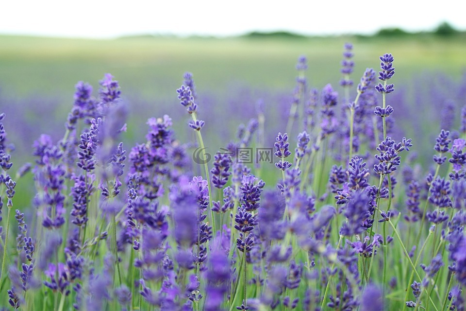 薰衣草场,薰衣草,紫色