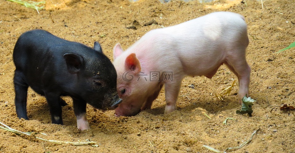 动物,猪,小猪