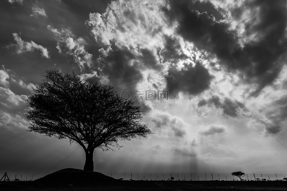 孤树,暗淡的天空,云