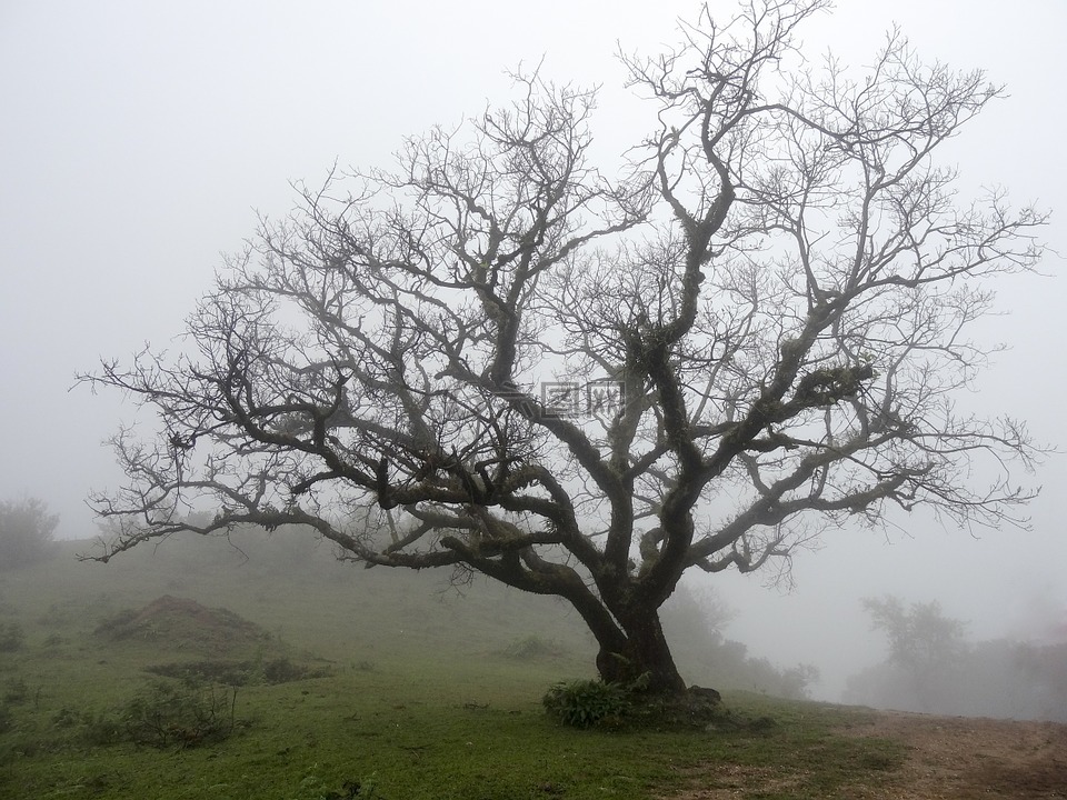光秃秃的树上,落叶,薄雾