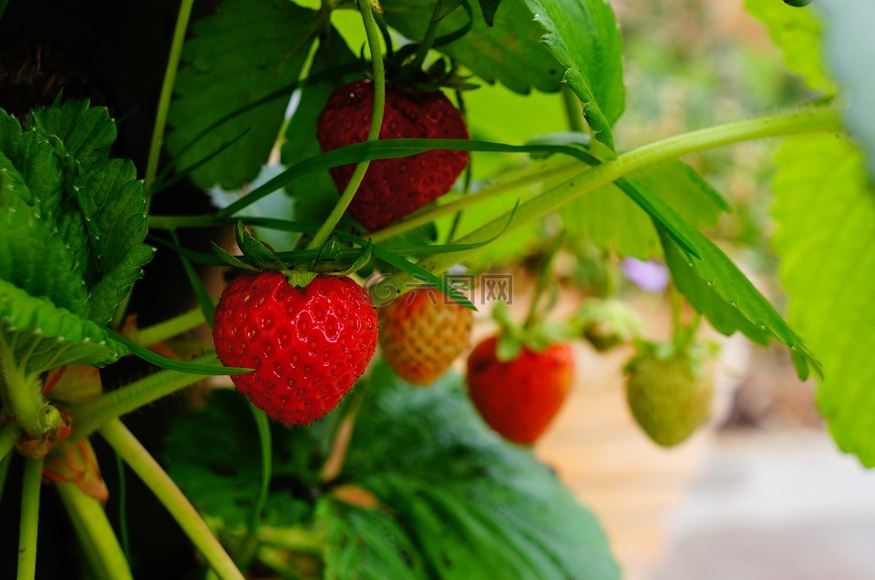 草莓,水果,植物