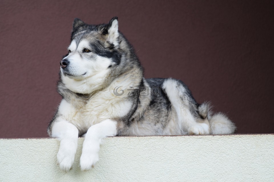 阿拉斯加雪橇犬,爱斯基摩,狗