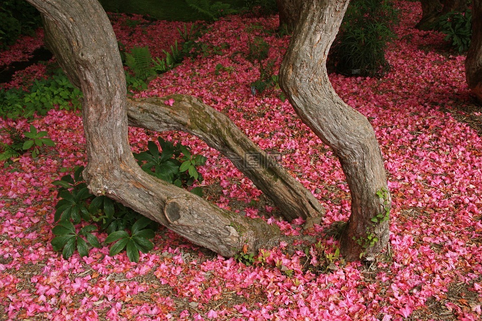 杜鹃开花,bodnant 花园,北威尔士