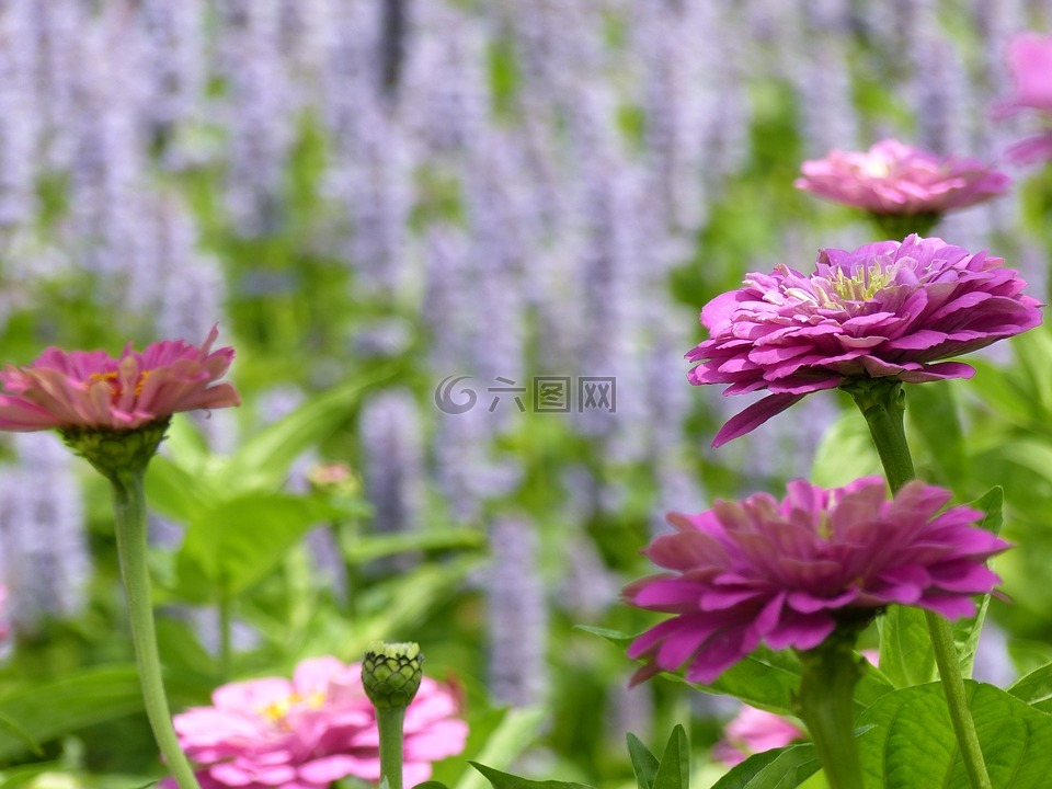 百日草,鲜花,花花园