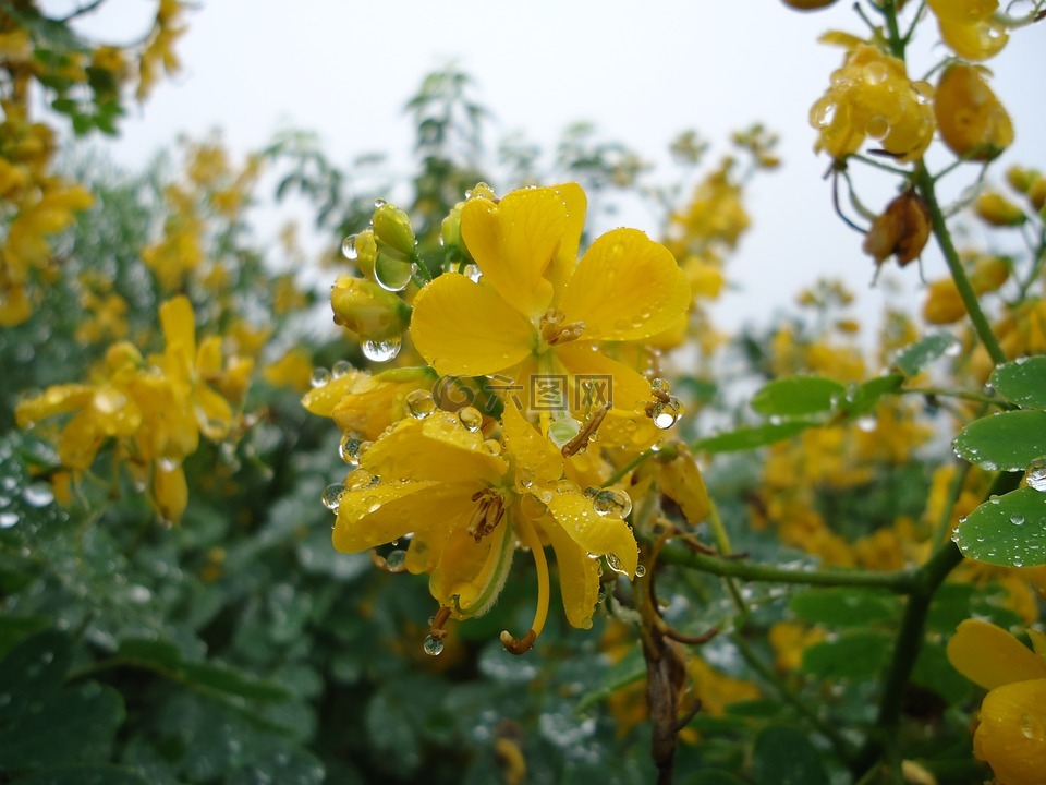黄色的花朵,湿,雨