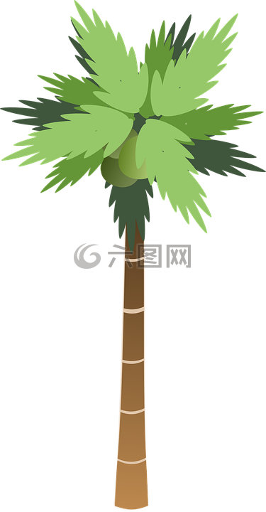 棕榈,树,高大