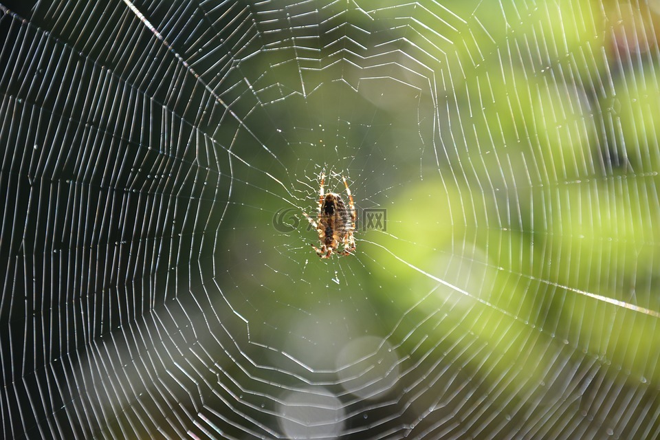 蜘蛛,蜘蛛在网上,蜘蛛网