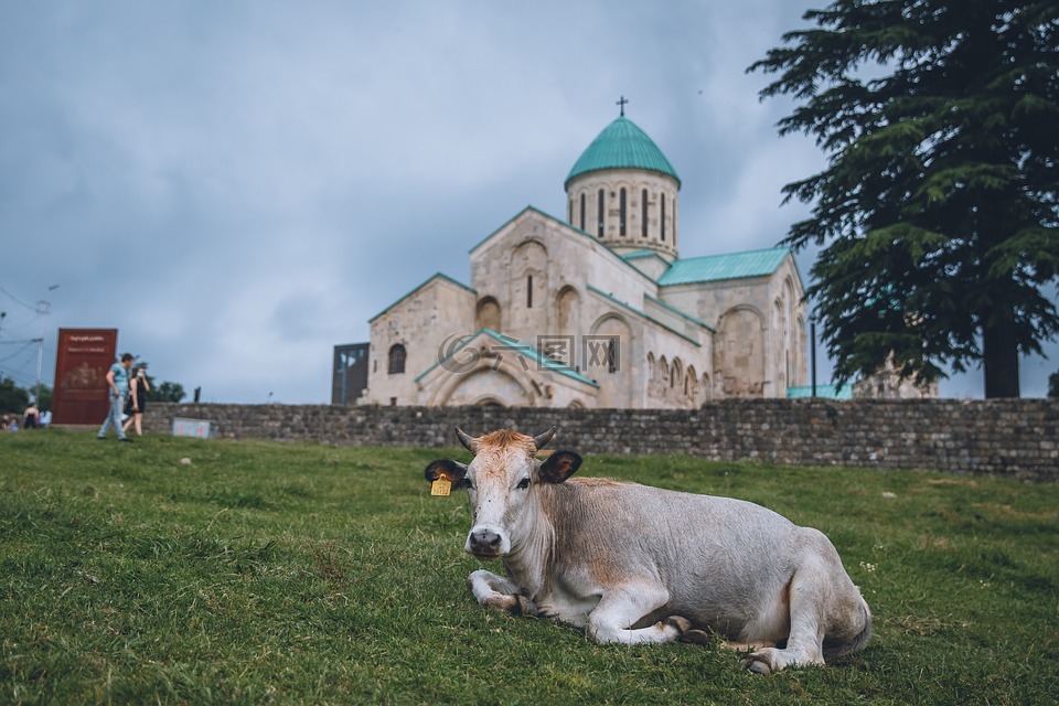 格鲁吉亚圣三一教堂,牛,风景