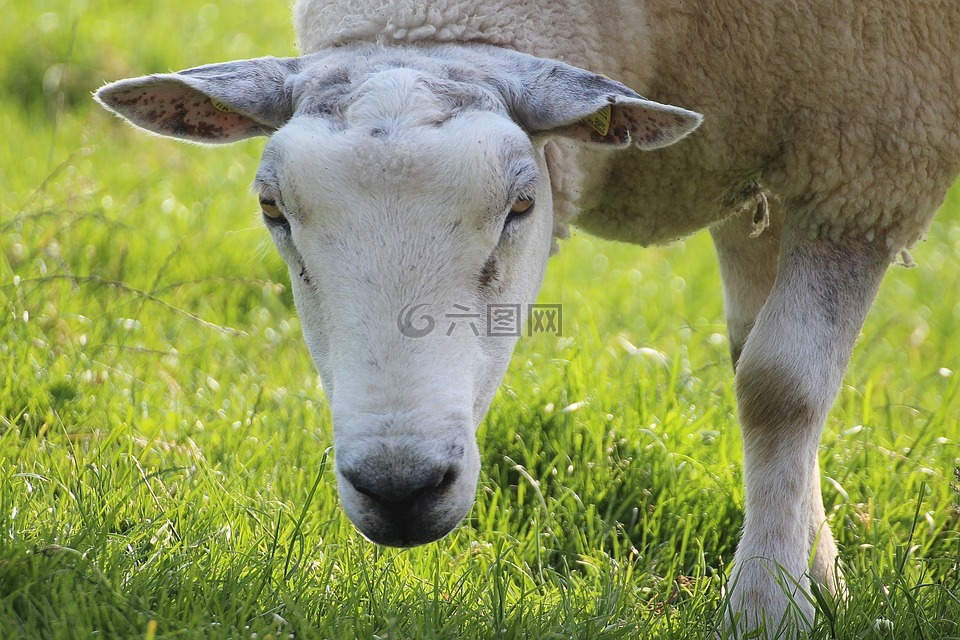 羊,快乐,可爱