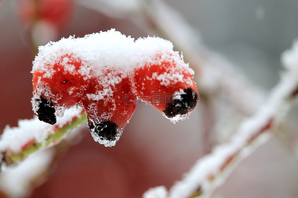 冬天,雪,冰