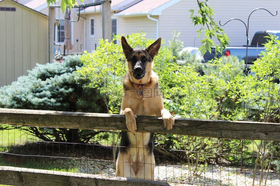 狗,篱笆,守卫
