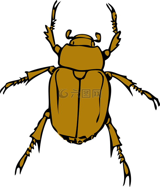 甲虫 臭 甲虫 昆虫高清图库素材免费下载 图片编号 六图网