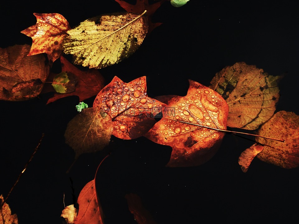水,秋,秋天的落叶