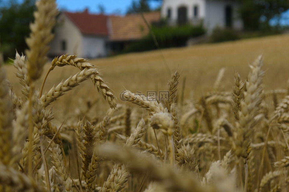 小麦,背景,附近
