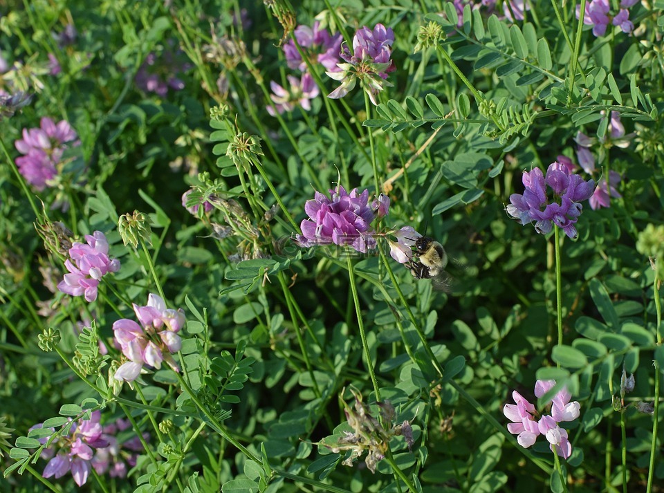 冠紫云英蜜蜂,花,开花