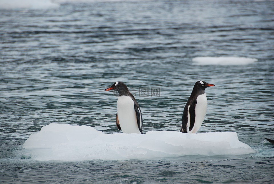 南极,动物的生命,野生动物