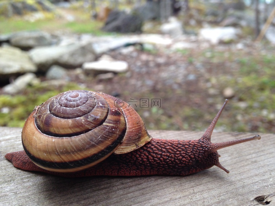 蜗牛,慢,自然