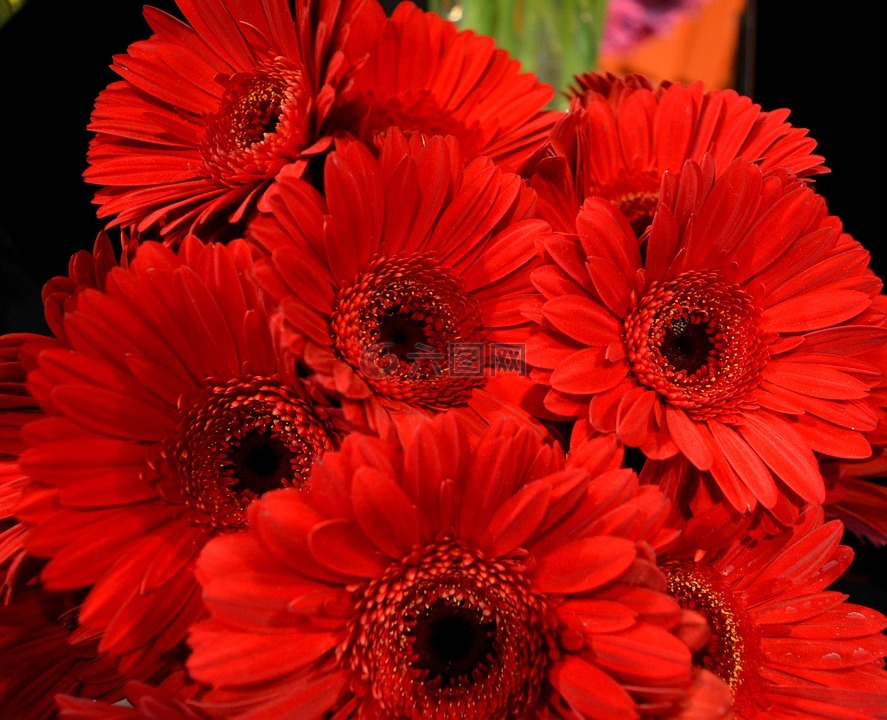 非洲菊,红色,红色花