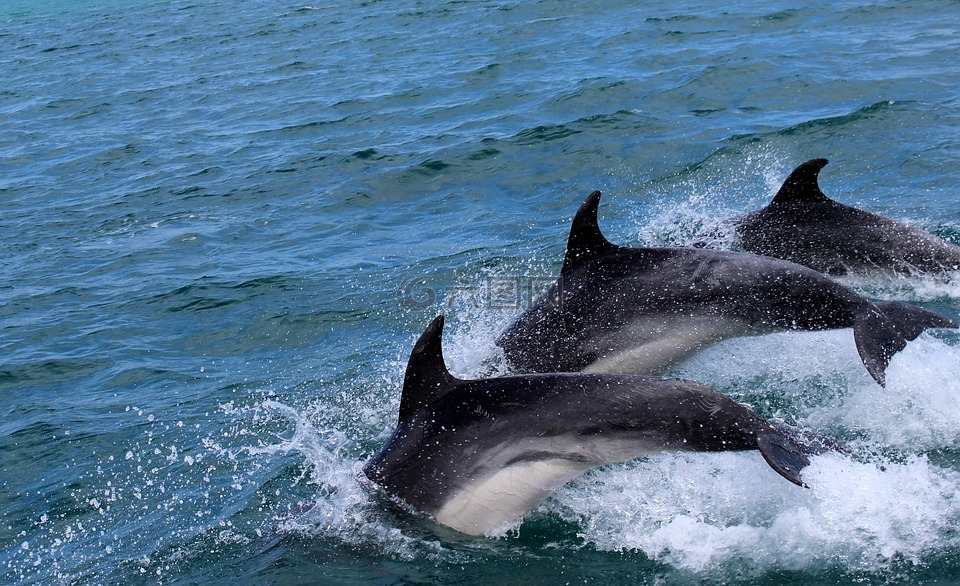 海豚,海洋哺乳动物,水